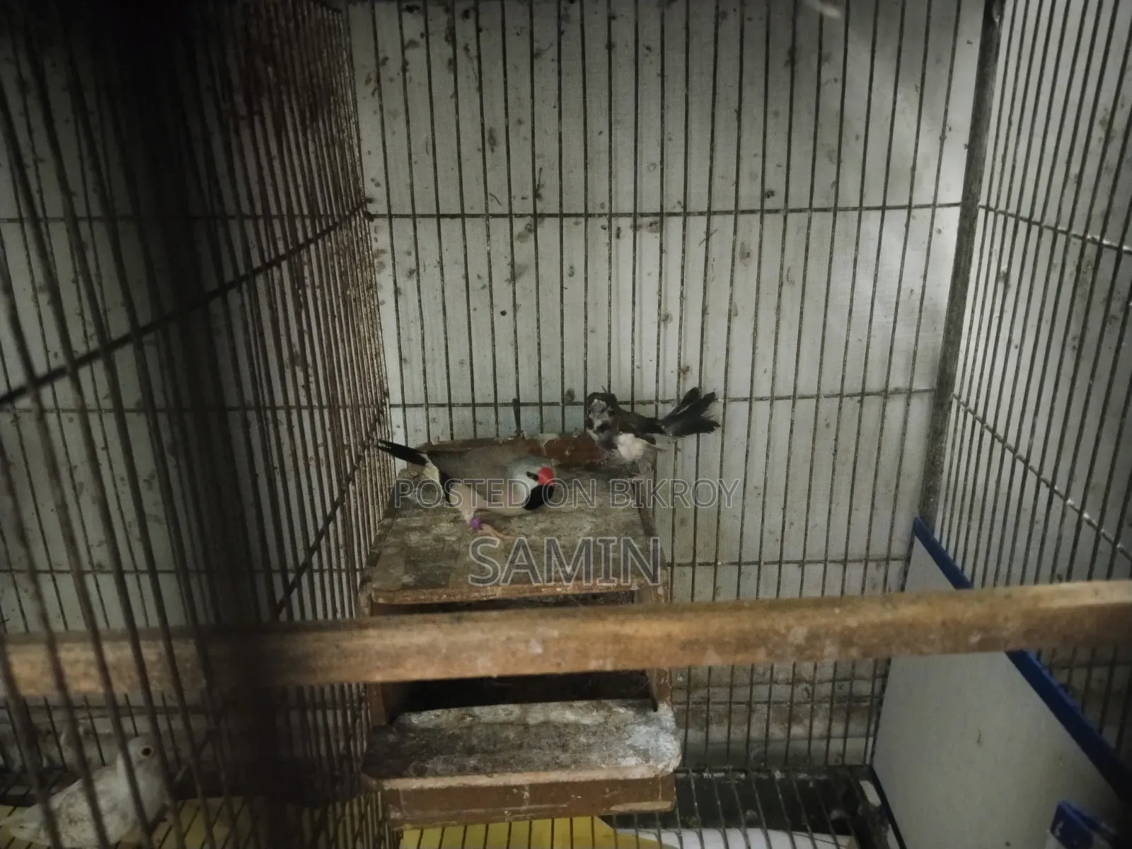 Long-tailed Finch