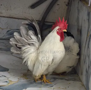 Japanese Bantam Chicken