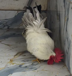Japanese Bantam Chicken