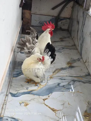 Japanese Bantam Chicken