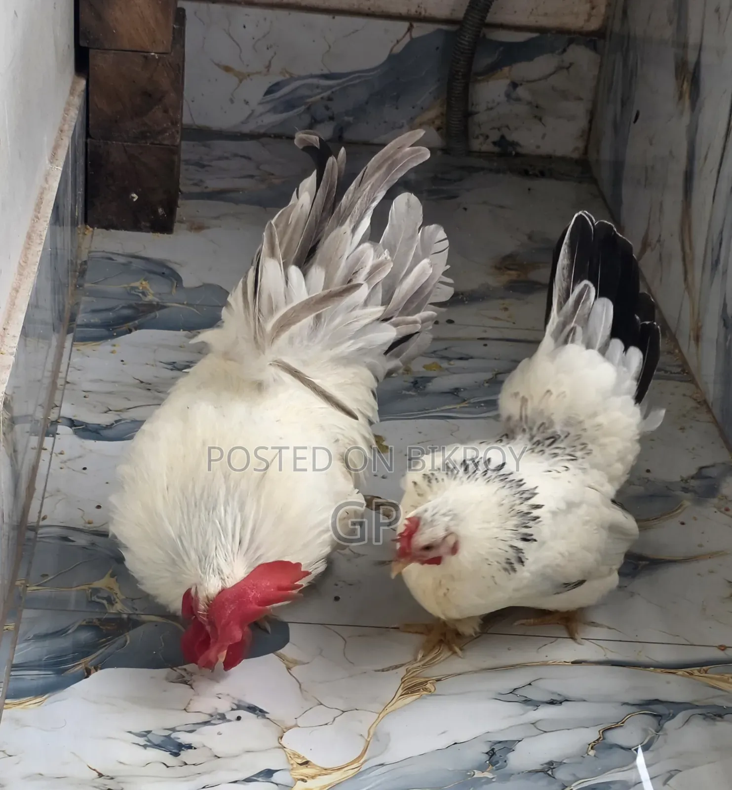 Japanese Bantam Chicken
