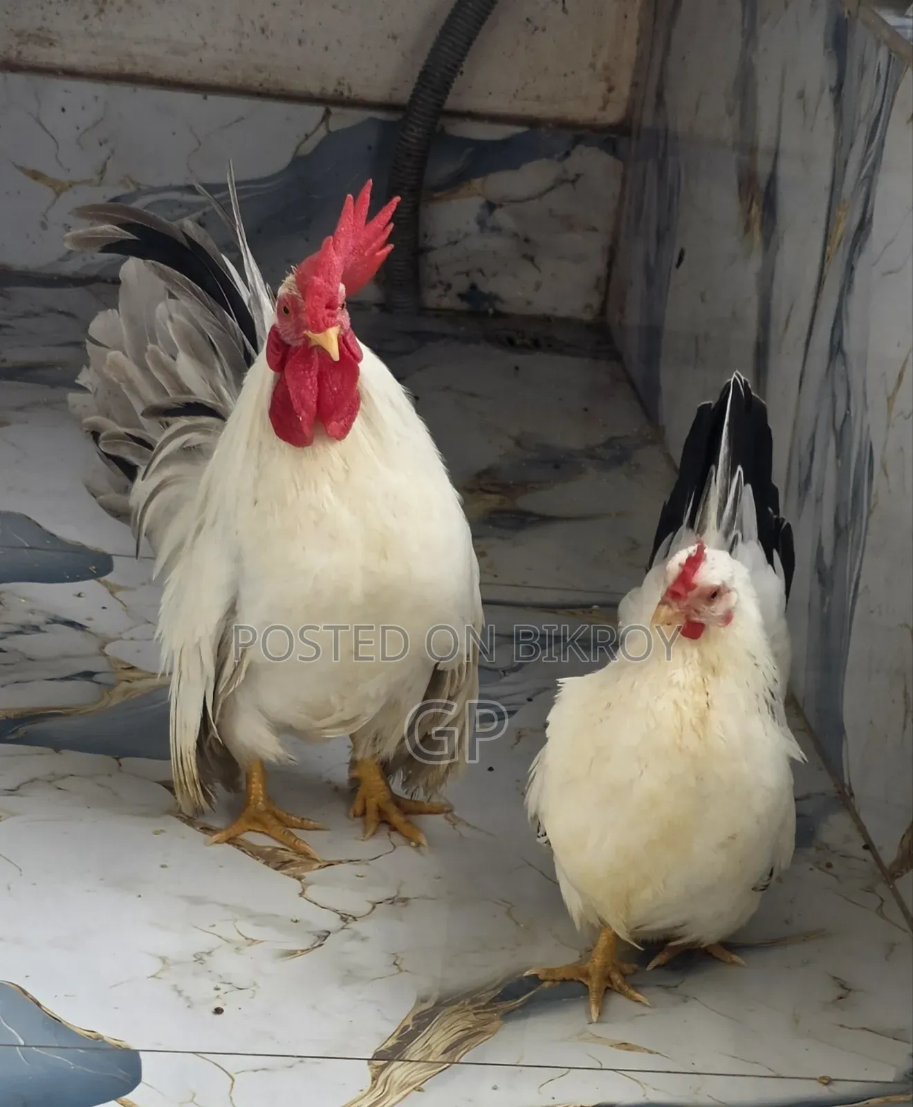 Japanese Bantam Chicken