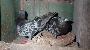 4 Color Pair Pigeons for Sale