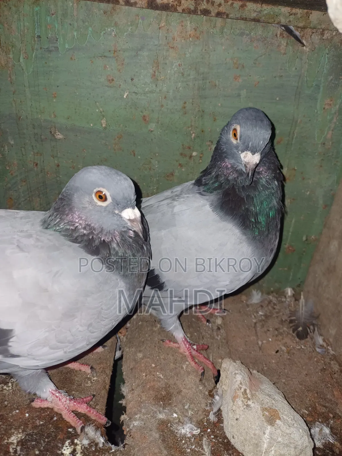 4 Color Pair Pigeons for Sale