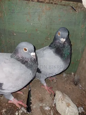4 Color Pair Pigeons for Sale