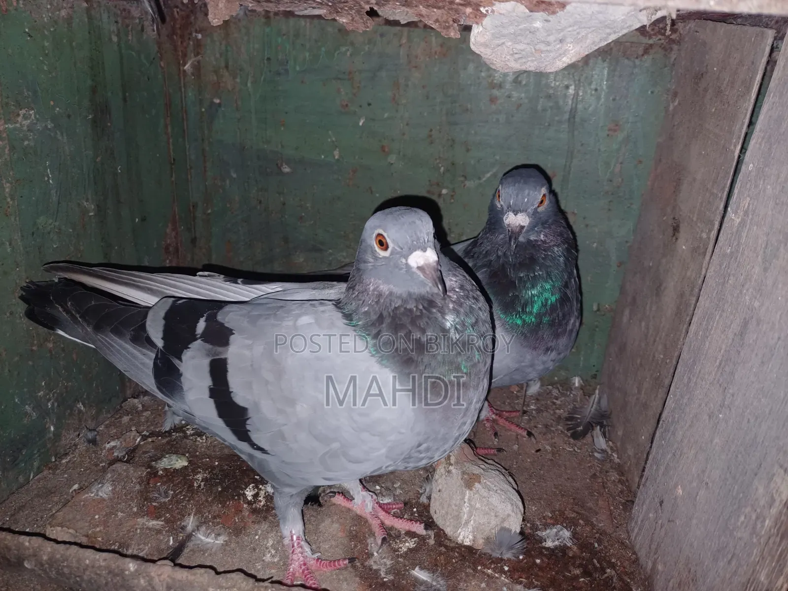 4 Color Pair Pigeons for Sale