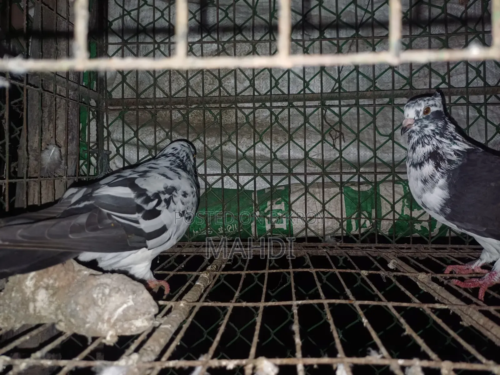 4 Color Pair Pigeons for Sale