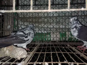 4 Color Pair Pigeons for Sale
