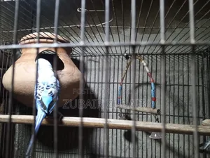 Bird Is Big and Strong