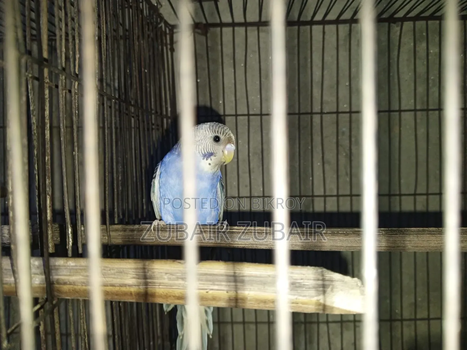 Bird Is Big and Strong