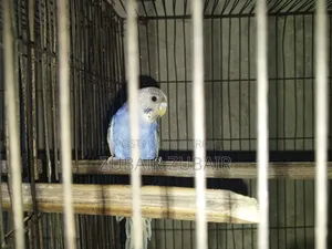 Bird Is Big and Strong
