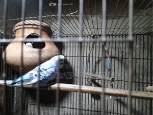 Bird Is Big and Strong