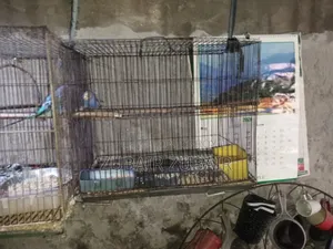 Bird Is Big and Strong