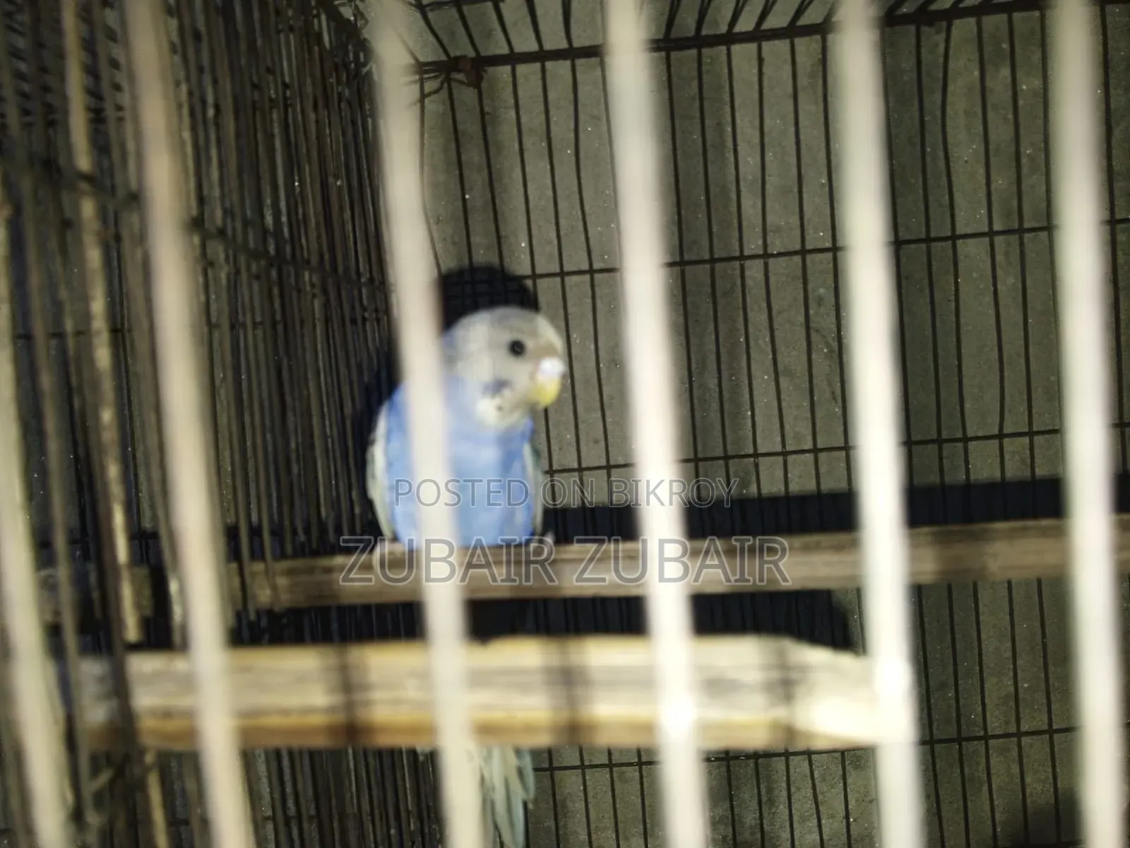Bird Is Big and Strong
