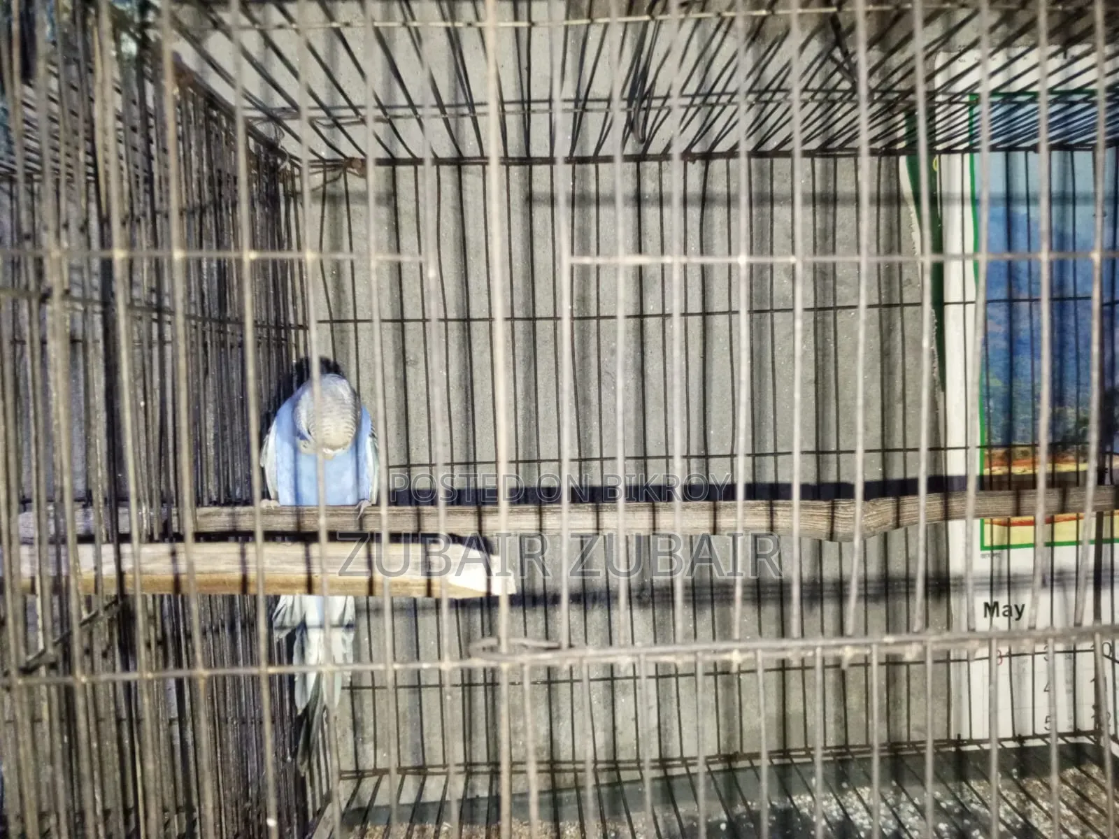 Bird Is Big and Strong