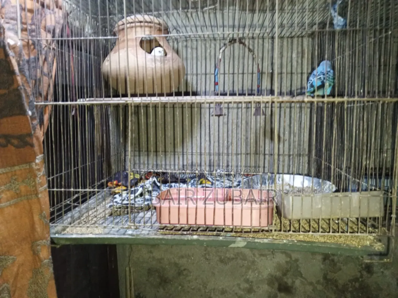 Bird Is Big and Strong