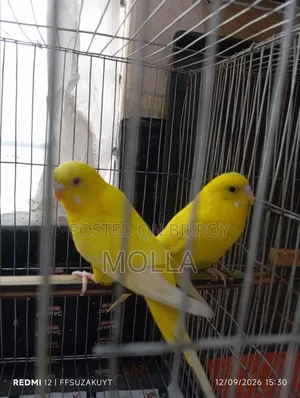 Female Lutino and Tamed Male Albino Big Size Master Pair