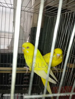 Female Lutino and Tamed Male Albino Big Size Master Pair