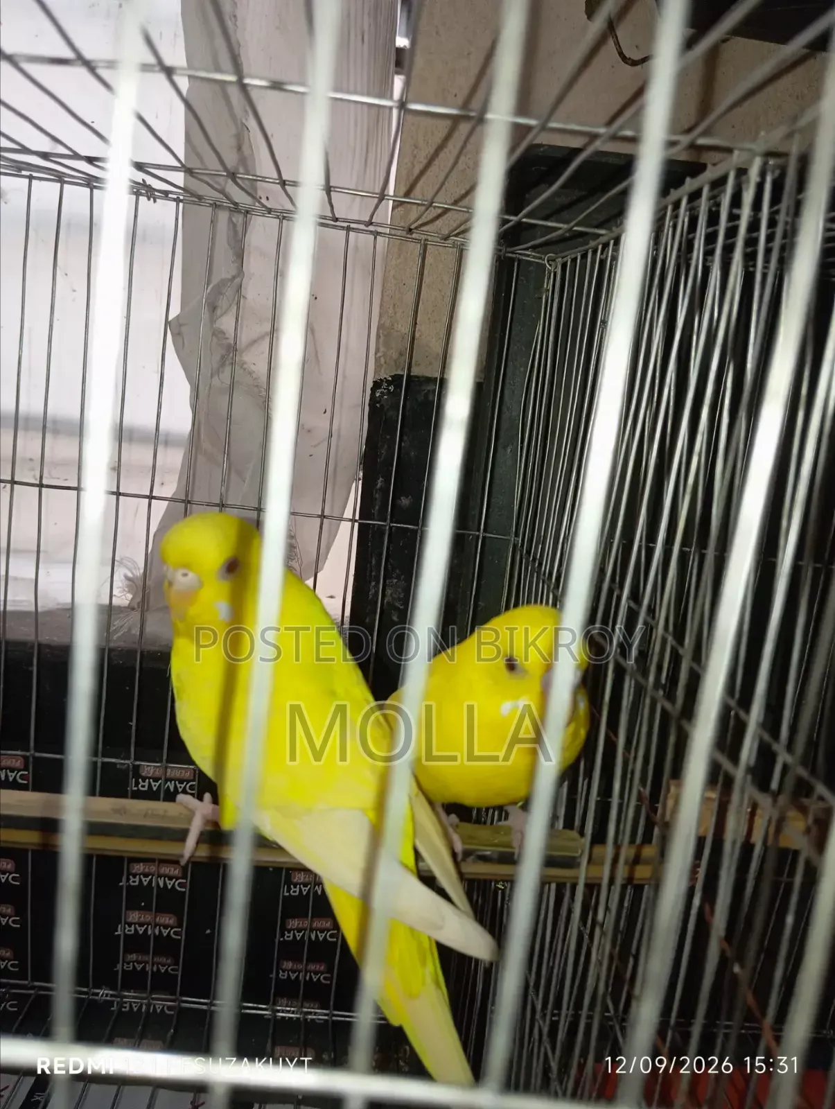 Female Lutino and Tamed Male Albino Big Size Master Pair