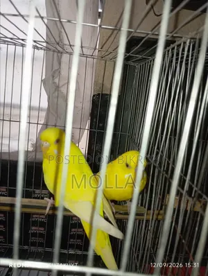 Female Lutino and Tamed Male Albino Big Size Master Pair