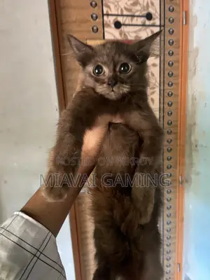 ৩-৬ মাস বয়সী ফিমেল পিওরব্রেড পার্সিয়ান