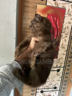 ৩-৬ মাস বয়সী ফিমেল পিওরব্রেড পার্সিয়ান