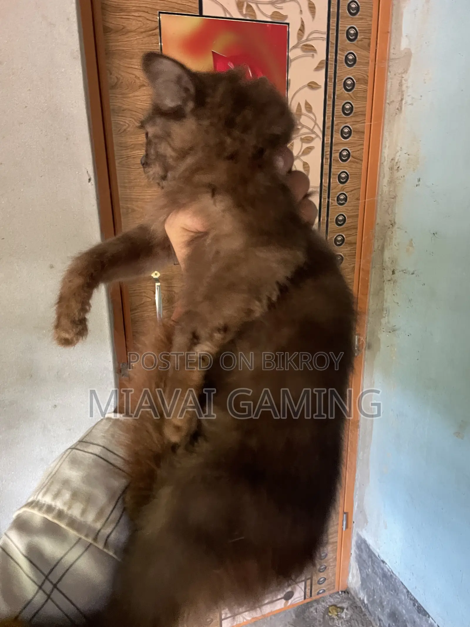 ৩-৬ মাস বয়সী ফিমেল পিওরব্রেড পার্সিয়ান