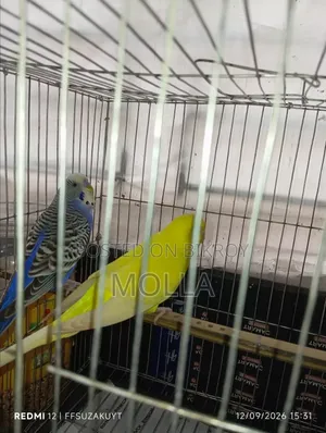 Lutino Female Classic Male Master Pair Egg Baby Running