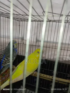 Lutino Female Classic Male Master Pair Egg Baby Running