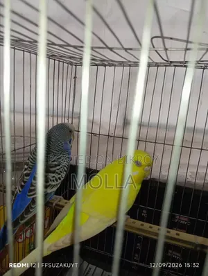 Lutino Female Classic Male Master Pair Egg Baby Running