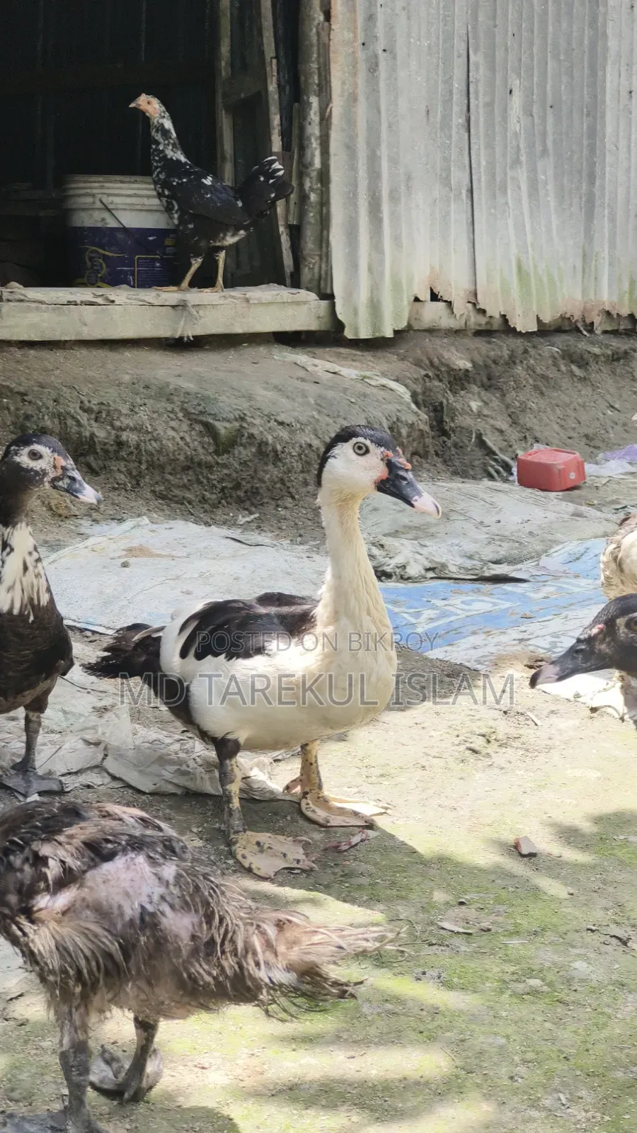 Chinese ducks of 3 and a half months age