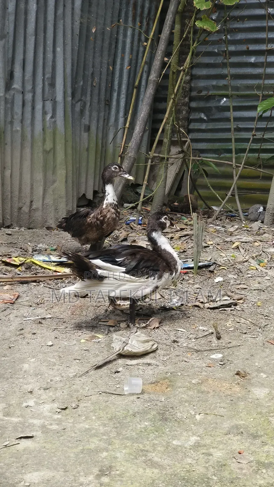 Chinese ducks of 3 and a half months age