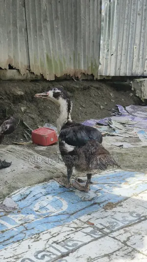 Chinese ducks of 3 and a half months age
