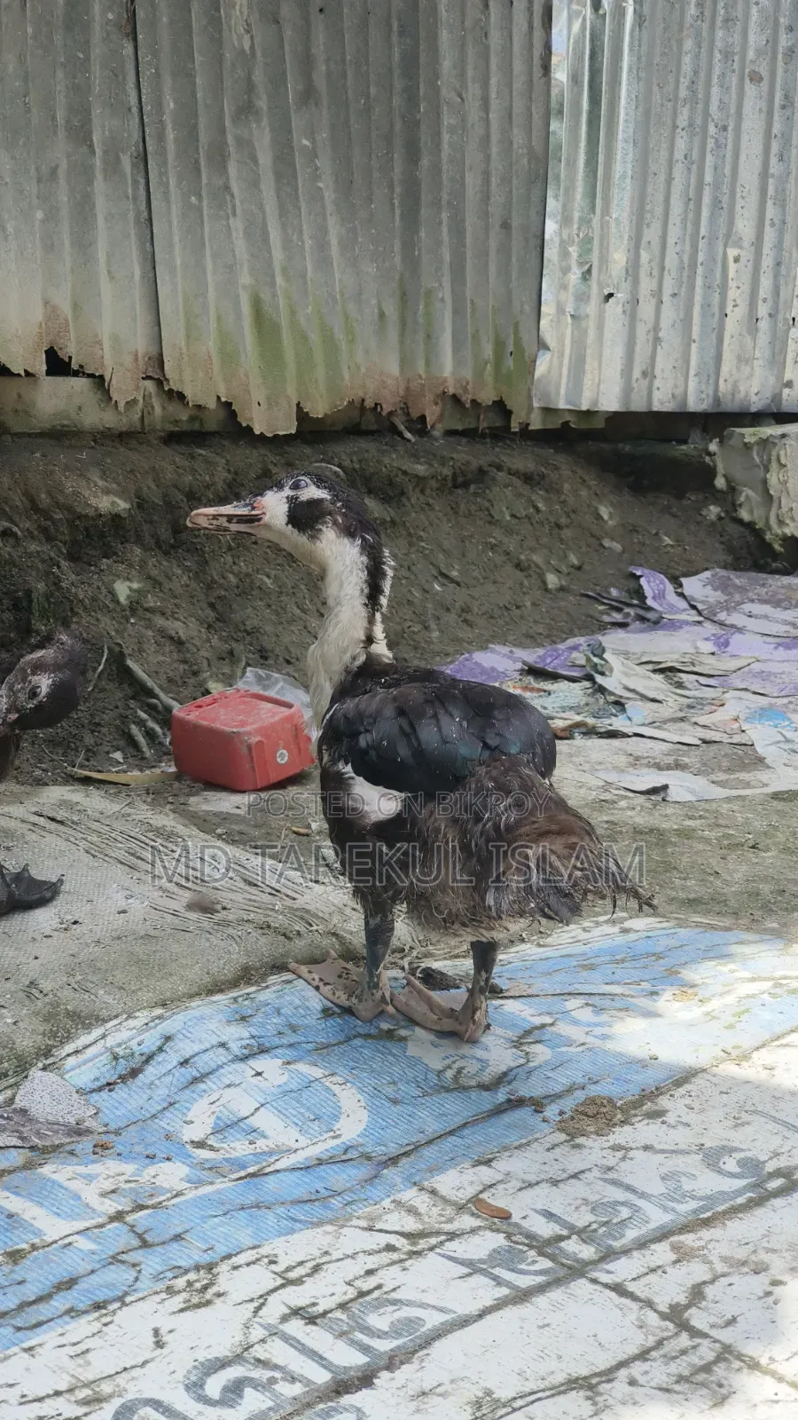 Chinese ducks of 3 and a half months age