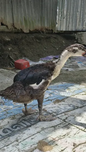 Chinese ducks of 3 and a half months age