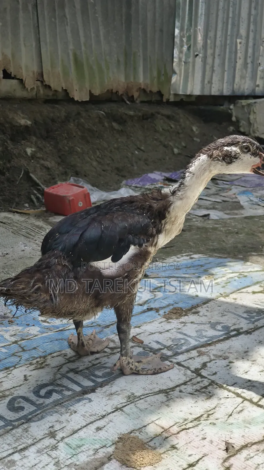 Chinese ducks of 3 and a half months age