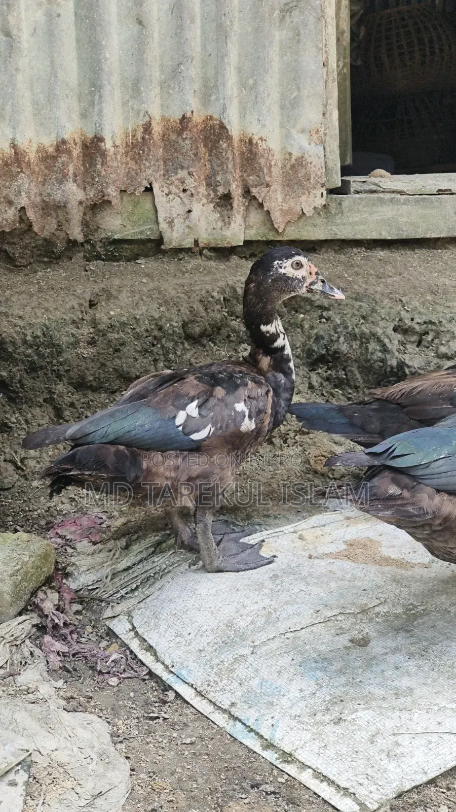 Chinese ducks of 3 and a half months age