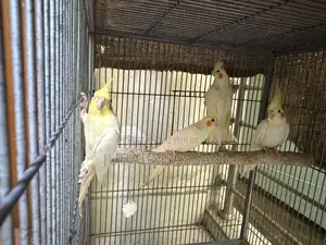 ককাটেল পাখি