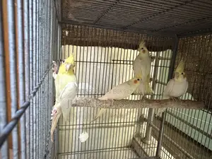 ককাটেল পাখি