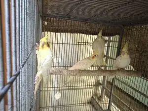 ককাটেল পাখি