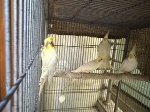 ককাটেল পাখি