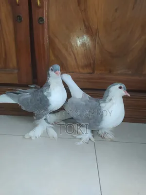 Silver Lahori Running Pair