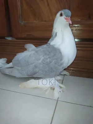 Silver Lahori Running Pair