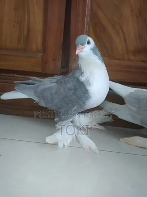 Silver Lahori Running Pair