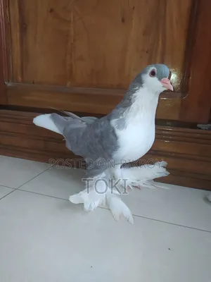Silver Lahori Running Pair