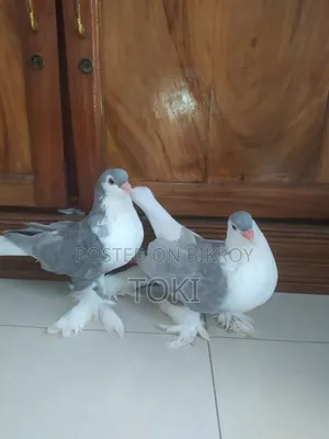 Silver Lahori Running Pair