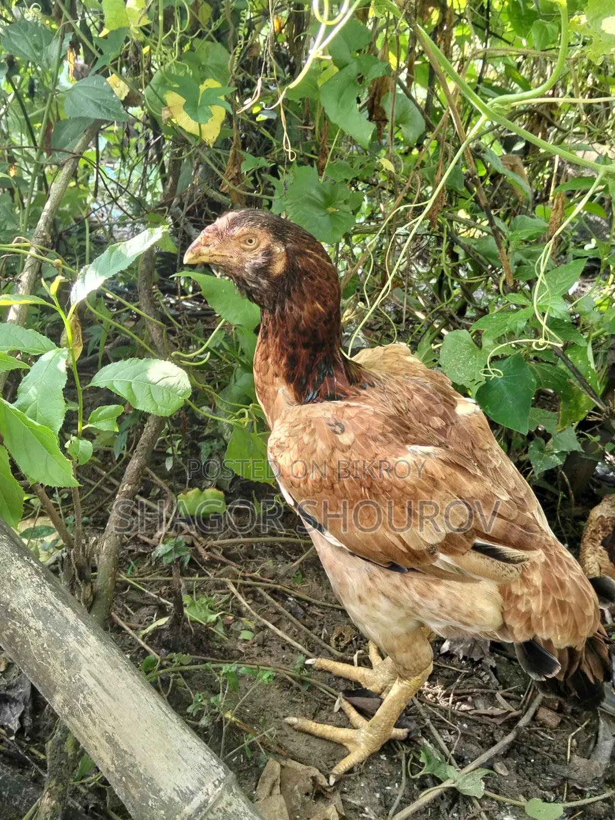 সরালি মুরগি
