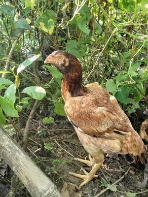 সরালি মুরগি