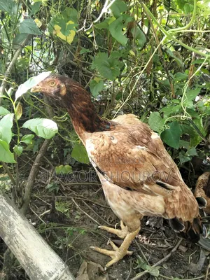 সরালি মুরগি