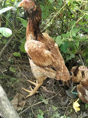 সরালি মুরগি